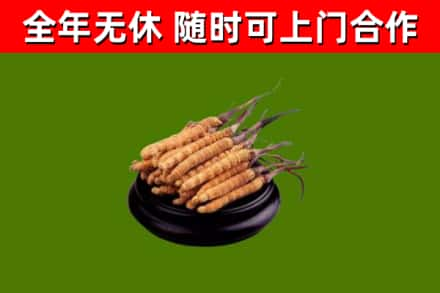 祁阳回收冬虫夏草